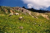 Sheep on Lower Wetterhorn